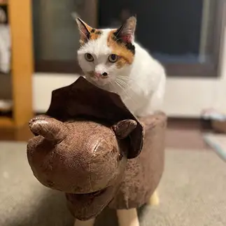 １０年後の未来へ発進っすぎるネコ　　丸見さん