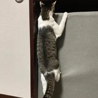 押入れへの侵入がスマートすぎるネコ　　かんかさん