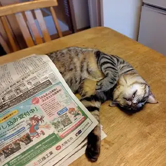 新聞布団で寝すぎるネコ　　こいけしきさん