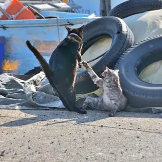 筋金入りのしっぽすぎるネコ  ままめろんさん