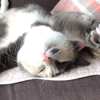 ナマケモノすぎるネコ　　チュウ子さん