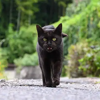 うーっすすぎるネコ　　仙城　彩漓さん