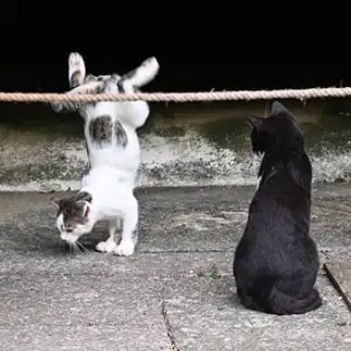 逆立ちできるよすぎるネコ  仙城 彩漓さん