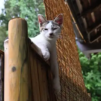 前足ながすぎるネコ　　仙城　彩漓さん