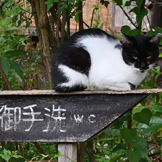 御手洗すぎるネコ　　仙城　彩漓さん