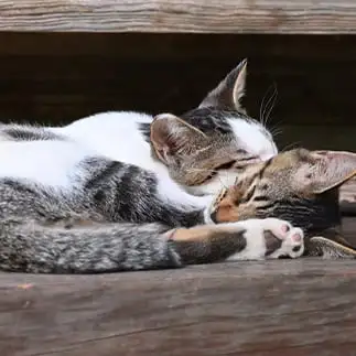 双頭すぎるネコ　　仙城　彩漓さん