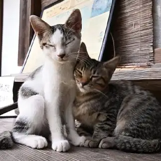 寝落ちすぎるネコ　　仙城　彩漓さん