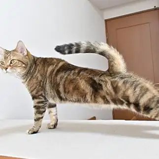 ストレッチが念入りすぎるネコ　　まいの飼い主さん