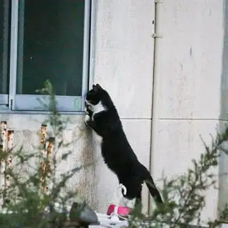 覗きの現行犯すぎるネコ　　おいにゃんさん