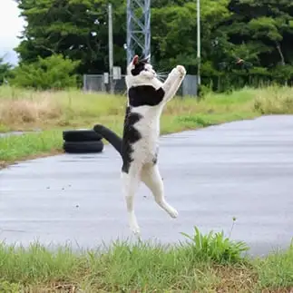 まっくろくろすけ捕まえたーすぎるネコ  おいにゃんさん