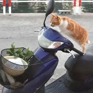 買い忘れがないか確認しすぎるネコ  土居 一彦さん