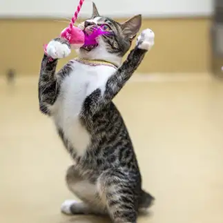 ロックすぎるネコ　　ｋｅｎｔａｋｅ＿ｎｅｋｏｐｈｏｔｏさん