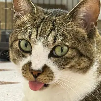 アインシュタインに似すぎてる猫すぎるネコ  めたぼっちさん