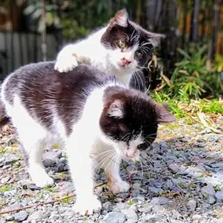 飲み過ぎゲロゲロ…おい大丈夫かすぎるネコ  猫山油猫丸さん