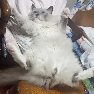 全開すぎるネコ　　そらくんさん