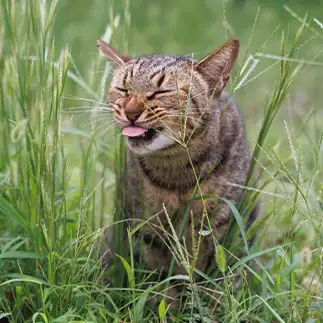 あっかんべーすぎるネコ　　おげんちゃんさん