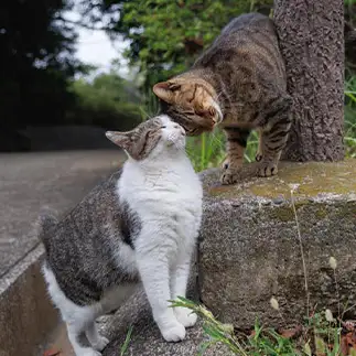 仲良しすぎるネコ　　おげんちゃんさん
