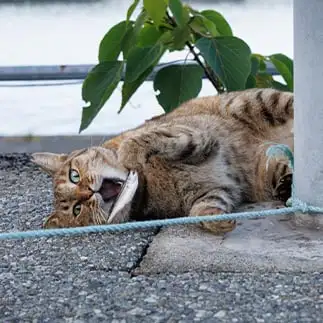 いただきまぁーすすぎるネコ　　おげんちゃんさん