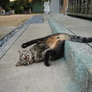 魅せすぎるネコ  おげんちゃんさん