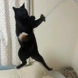 我を忘れすぎるネコ　　ゆうちゃんさん