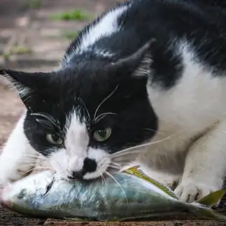 釣り人のおこぼれが嬉しすぎるネコ  次男坊さん
