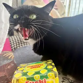 親のかたき!!!すぎるネコ  banmamiさん