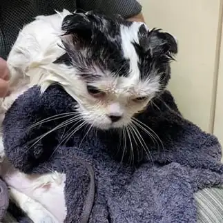 ハロウィンでエイリアン化すぎるネコ　　ぱんだるさん