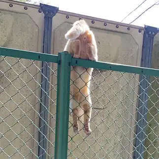 一つ目妖怪すぎるネコ　　ぴよえもんさん