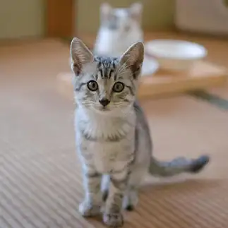 カメラ目線バッチリすぎるネコ　　西村　翼さん