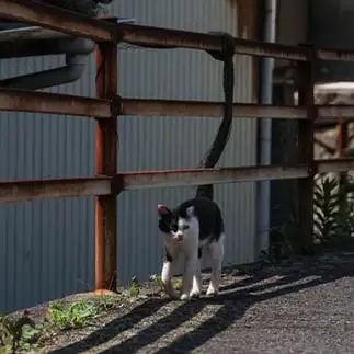 そのしっぽ、どこまで長いのよ~すぎるネコ  飯山昌弘さん