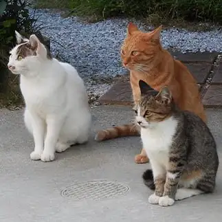 お行儀が良すぎるネコ  さかねこさん