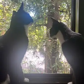 神々しい狛犬ならぬ狛猫すぎるネコ　　どりちゃんさん