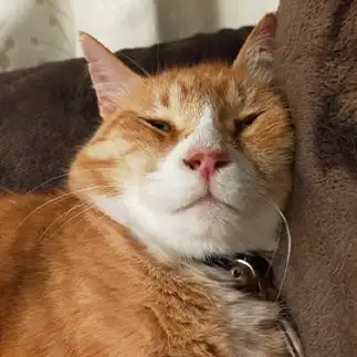 顔に迫力ありすぎるネコ　　とらきちさん