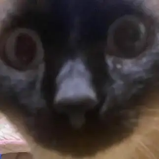 ホラー映画すぎるネコ　　サカサマサカバさん