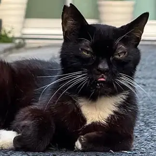 不機嫌がすぎるネコ　　飯山昌弘さん