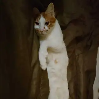 エイリアンすぎるネコ　　ぱぴこまんさん