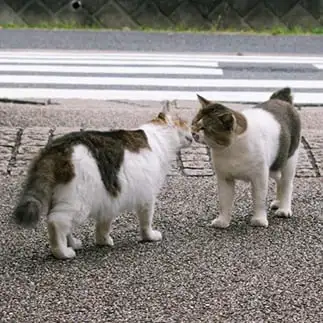 ＭａｊｉでＫｉｓｓする５秒前すぎるネコ　　菊月江さん