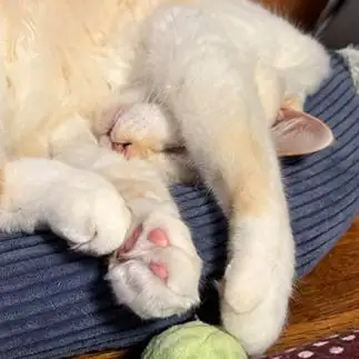 遊びたい！けど…ねむすぎるネコ　　にゃーさん