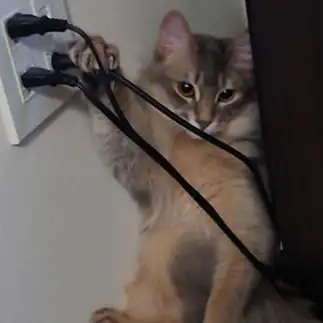 トリックｏｒ　ちゅ～るなキケンすぎるネコ　　シオニャンさん