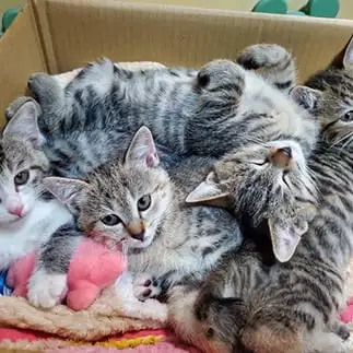 ジグソーパズルすぎるネコ　　おおしまちいきねこさん