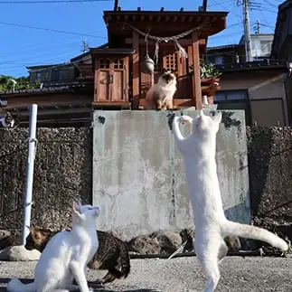 神頼みしすぎるネコ　　土居　一彦さん