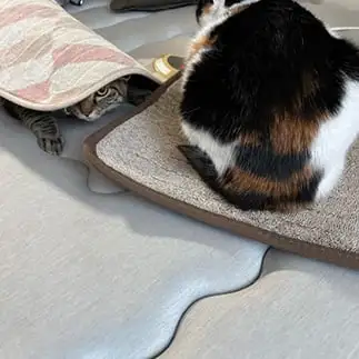 この方があったかいのにと目で訴えすぎるネコ　　ｍａｎｍｉさん