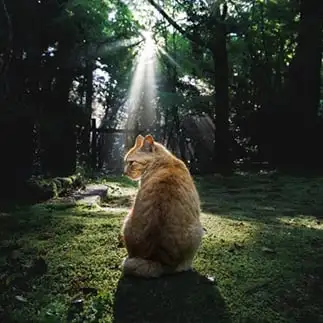 森の案内人すぎるネコ　　おげんちゃんさん