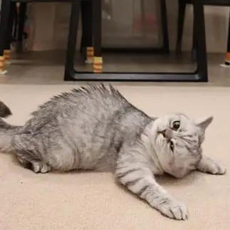 土下座うますぎるネコ　　◯太くんさん