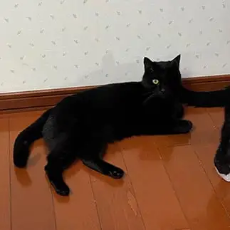 ひとつ目小僧すぎるネコ　　ぼんママさん