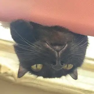 口がカクテルグラスすぎるネコ　　ぼんママさん