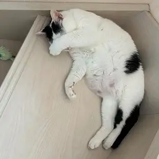 恥ずかしい～すぎるネコ　　みゅうさん