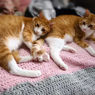 画像対象すぎるネコ　　ｔ．ｔａｋａｈａｒｕさん