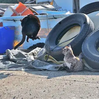 空中浮遊すぎるネコ　　ままめろんさん