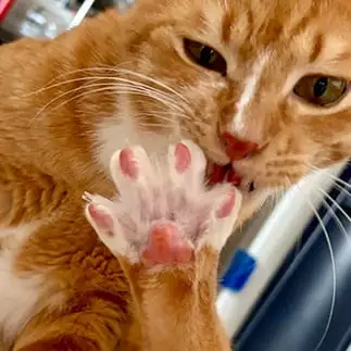 悪い顔で爪のお手入れしてるけど肉球ピンクすぎるネコ　　ｂａｎｍａｍｉさん